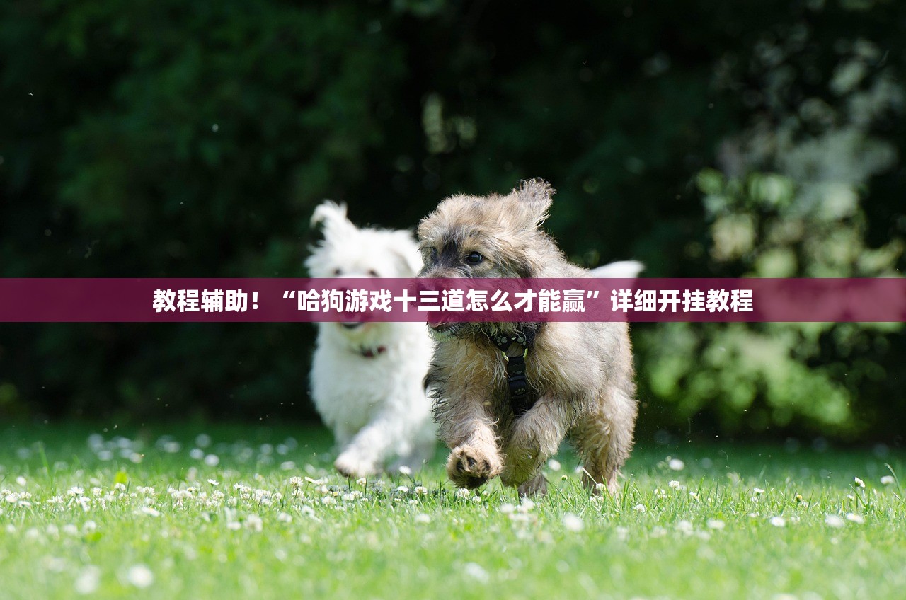 教程辅助！“哈狗游戏十三道怎么才能赢”详细开挂教程