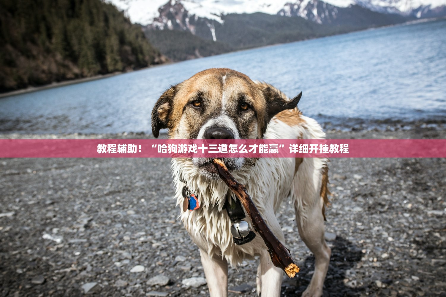 万能开挂辅助“鸿狐大厅到底有挂吗”(原来确实是有插件)