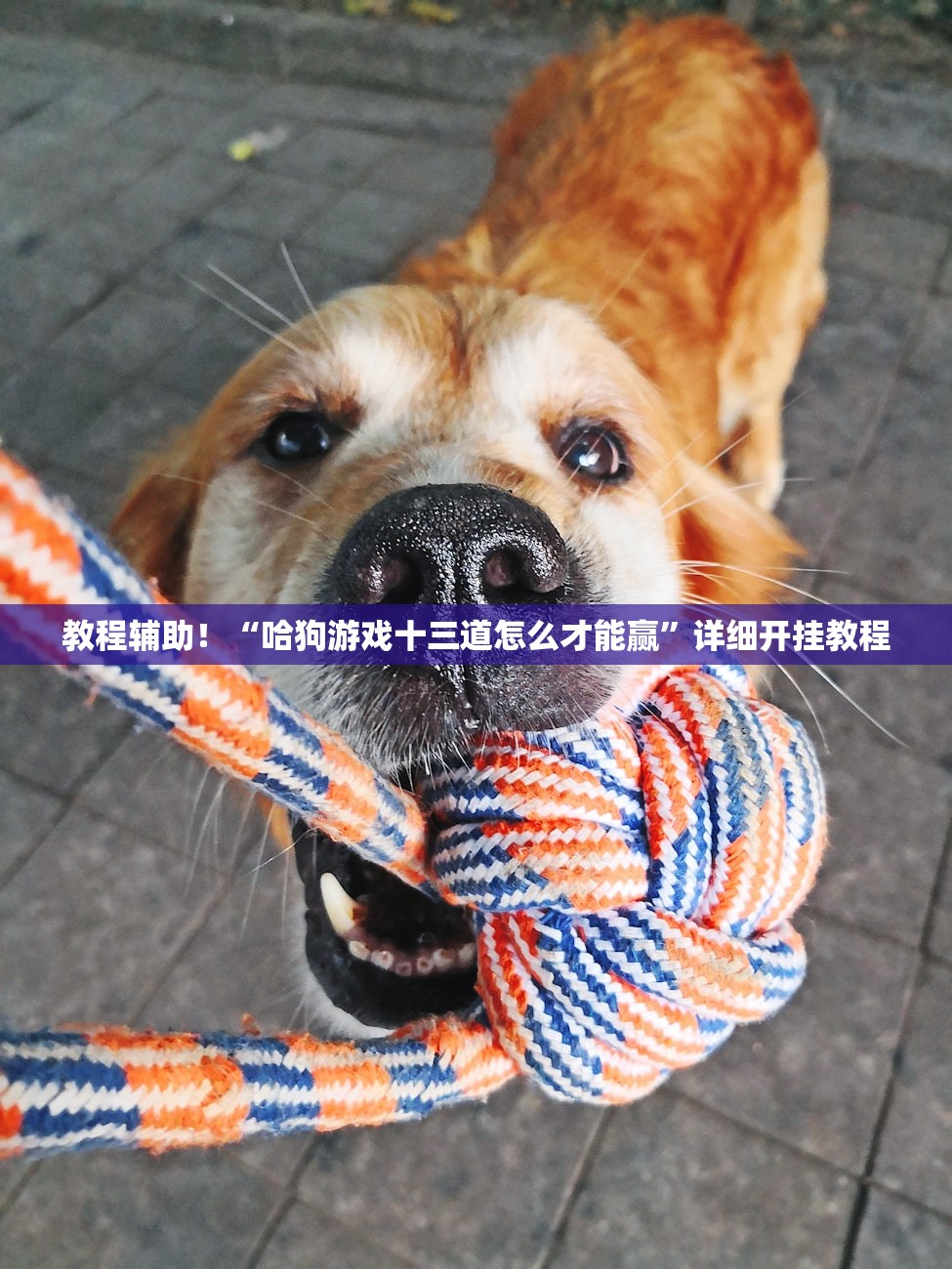 广东新增本土确诊病例17例-广东新增本土确诊病例轨迹