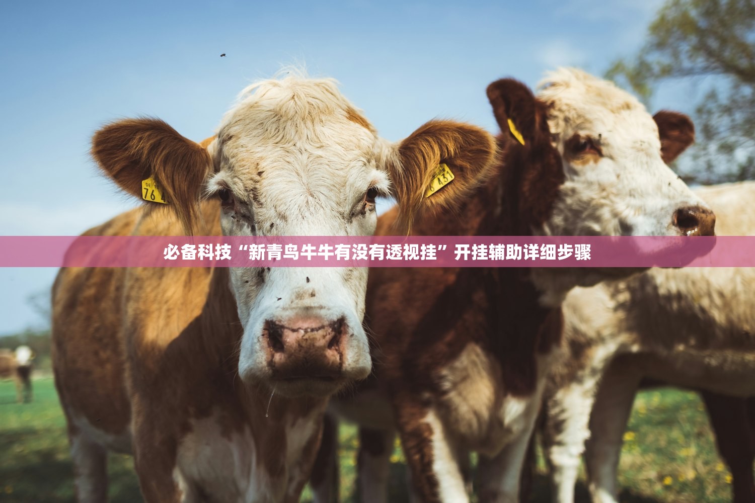 必备科技“新青鸟牛牛有没有透视挂”开挂辅助详细步骤