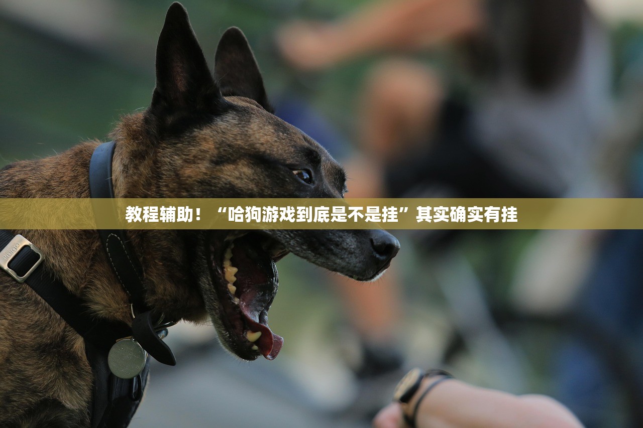 教程辅助！“哈狗游戏到底是不是挂”其实确实有挂