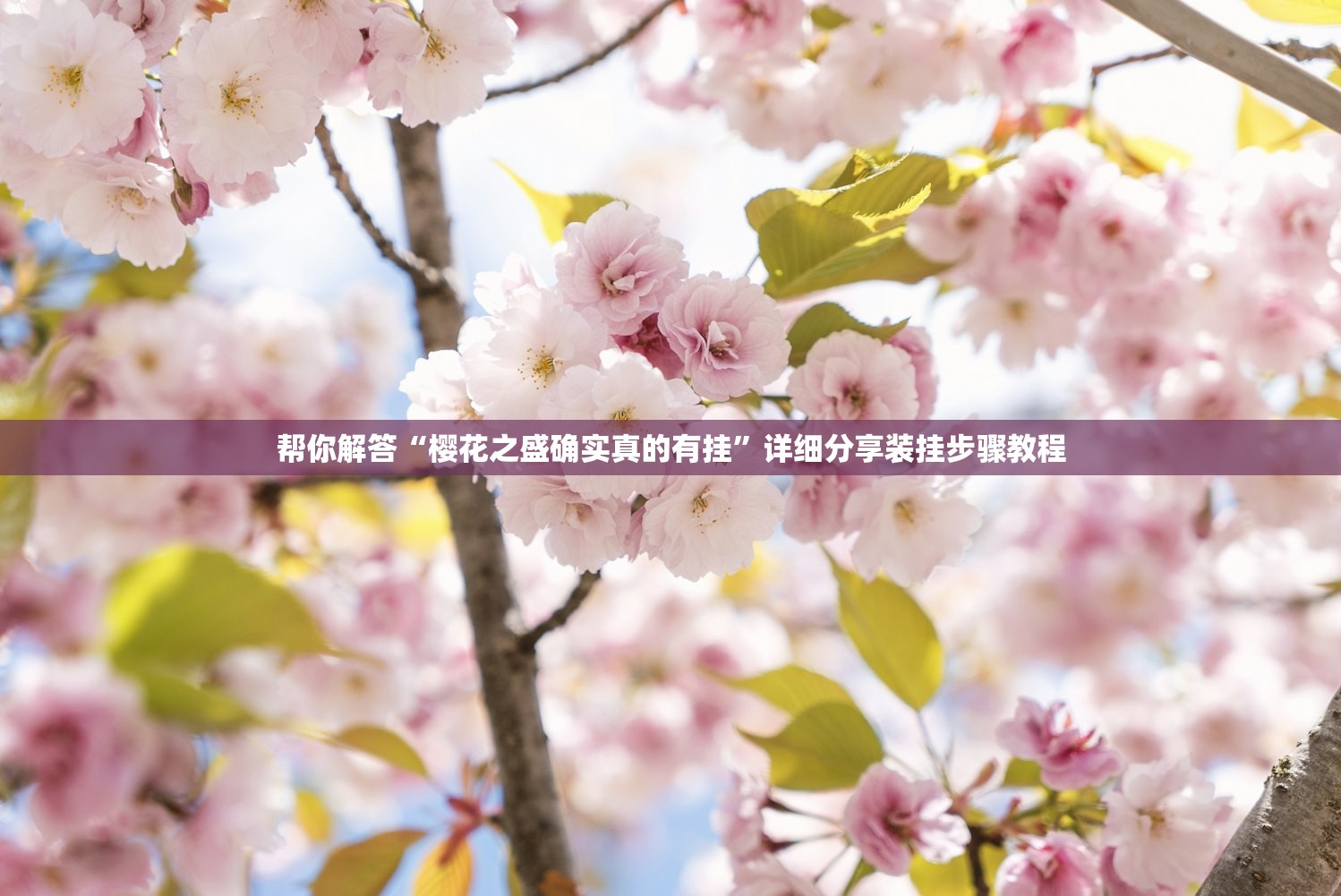 帮你解答“樱花之盛确实真的有挂	”详细分享装挂步骤教程