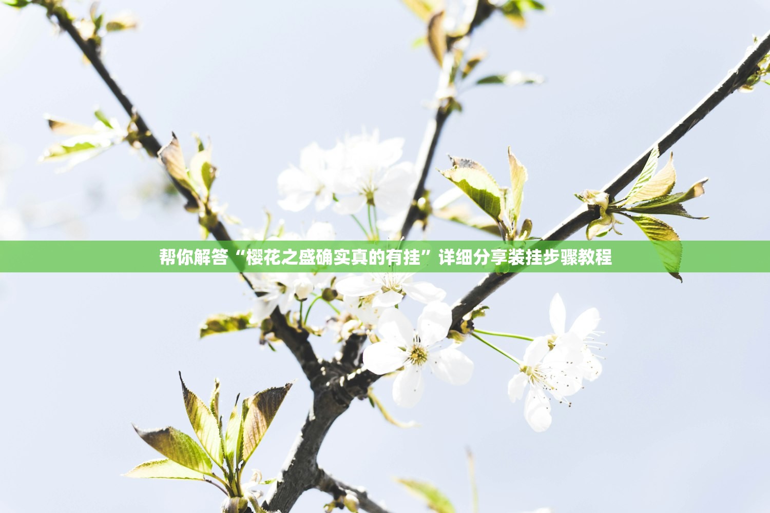 帮你解答“樱花之盛确实真的有挂”详细分享装挂步骤教程