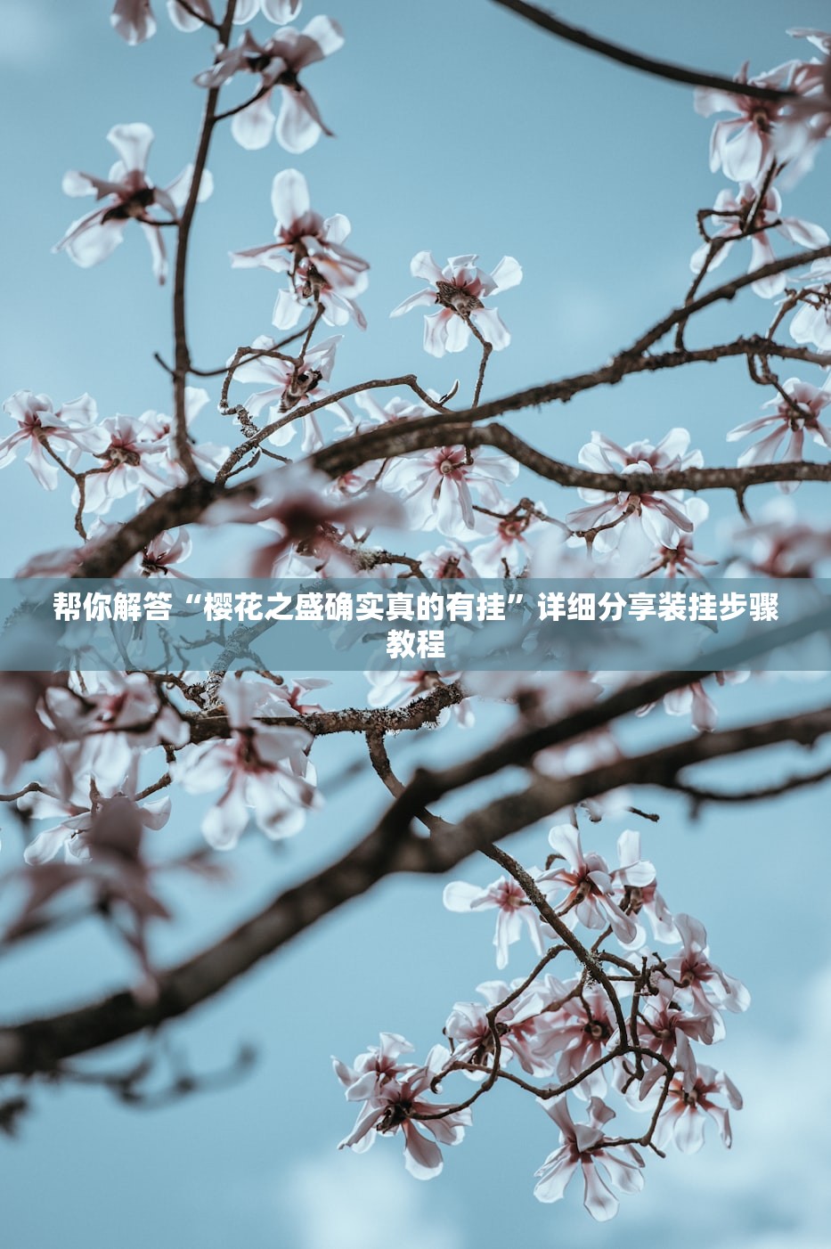 帮你解答“樱花之盛确实真的有挂”详细分享装挂步骤教程