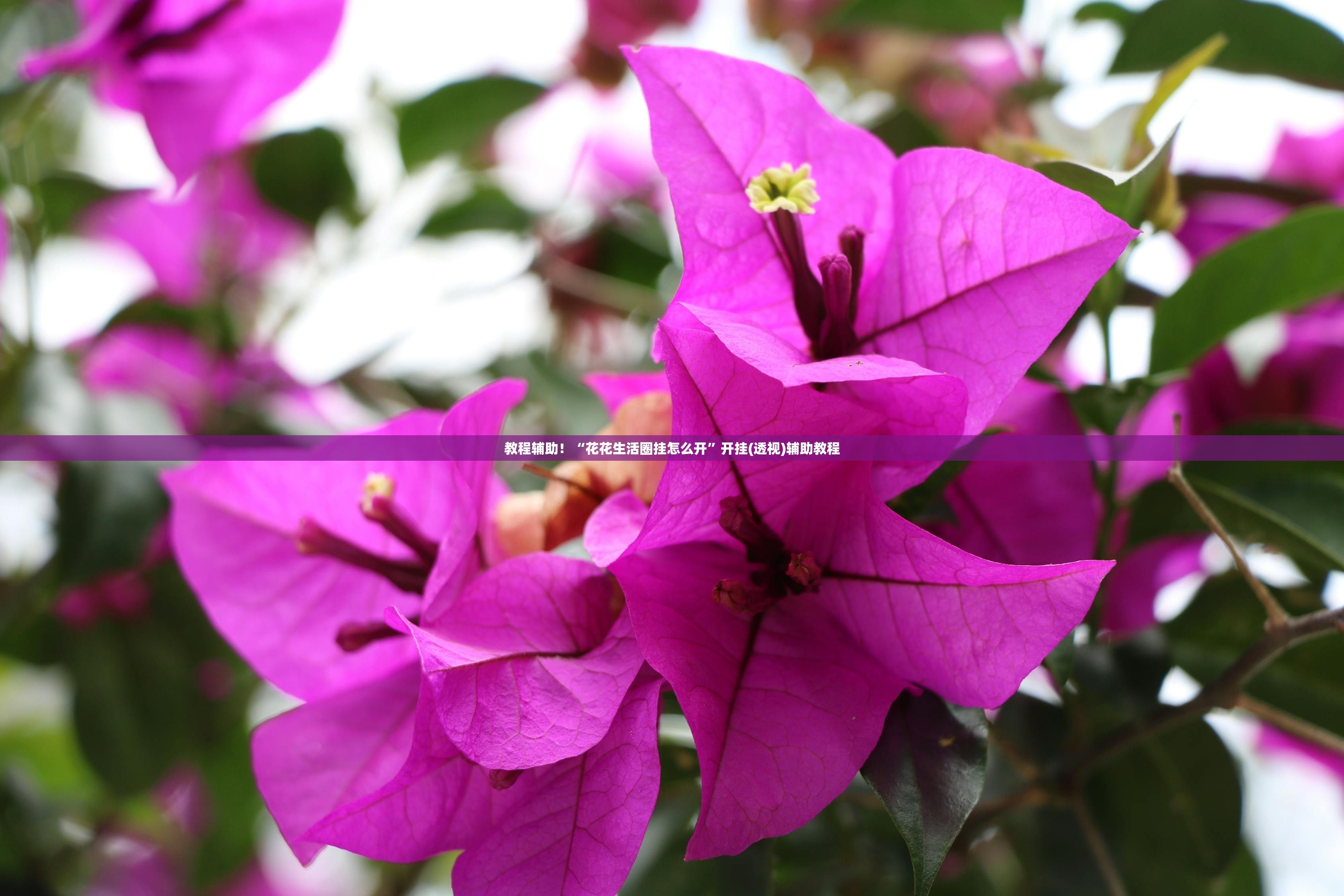 教程辅助！“花花生活圈挂怎么开”开挂(透视)辅助教程