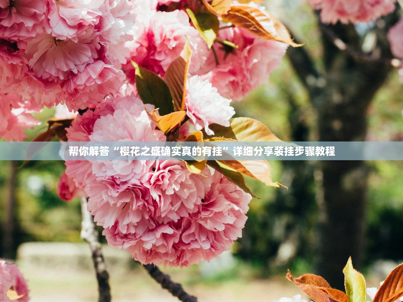 帮你解答“樱花之盛确实真的有挂”详细分享装挂步骤教程