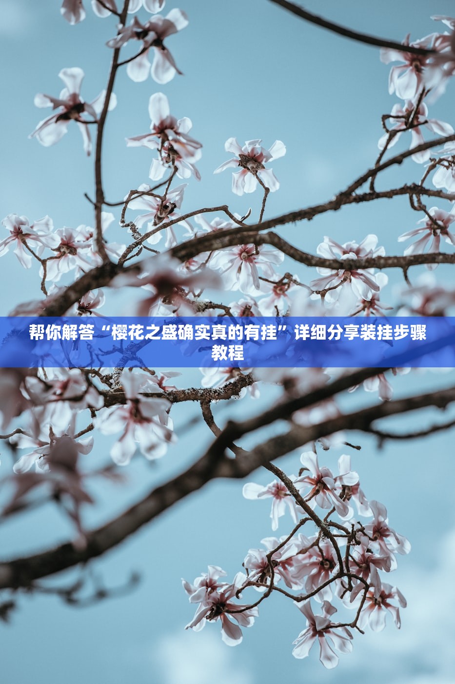 帮你解答“樱花之盛确实真的有挂”详细分享装挂步骤教程