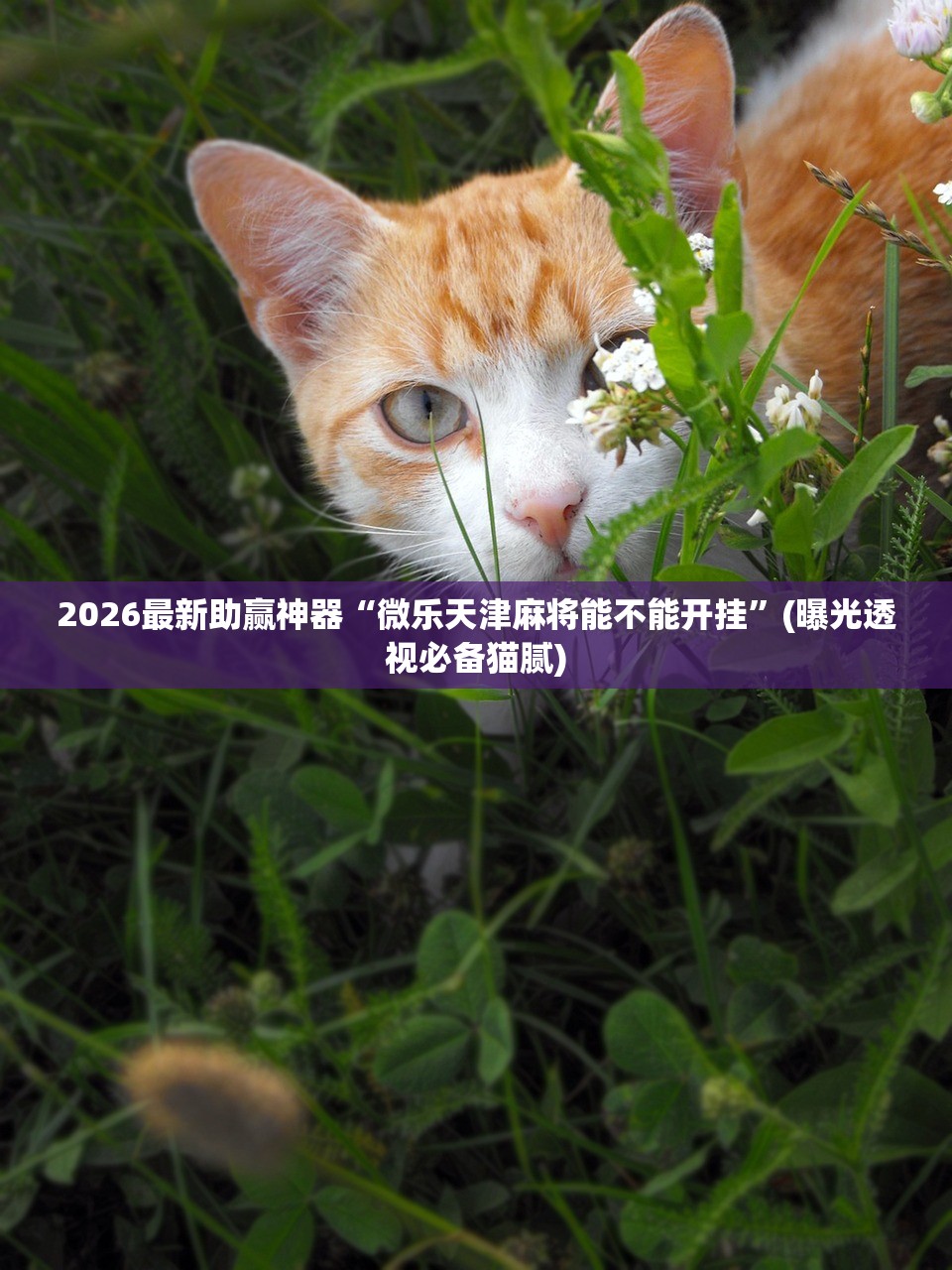 2026最新助赢神器“微乐天津麻将能不能开挂	”(曝光透视必备猫腻)