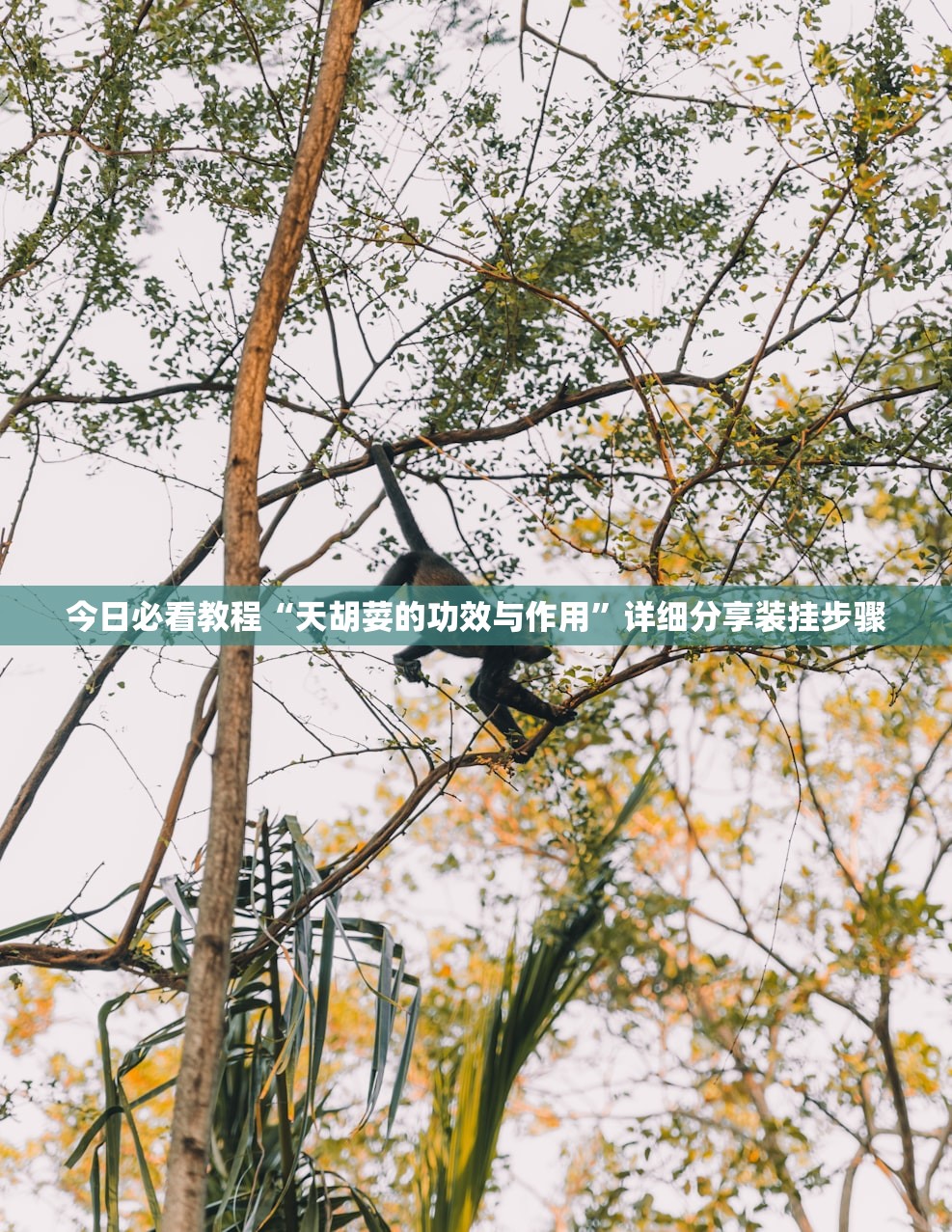 今日必看教程“天胡荽的功效与作用”详细分享装挂步骤
