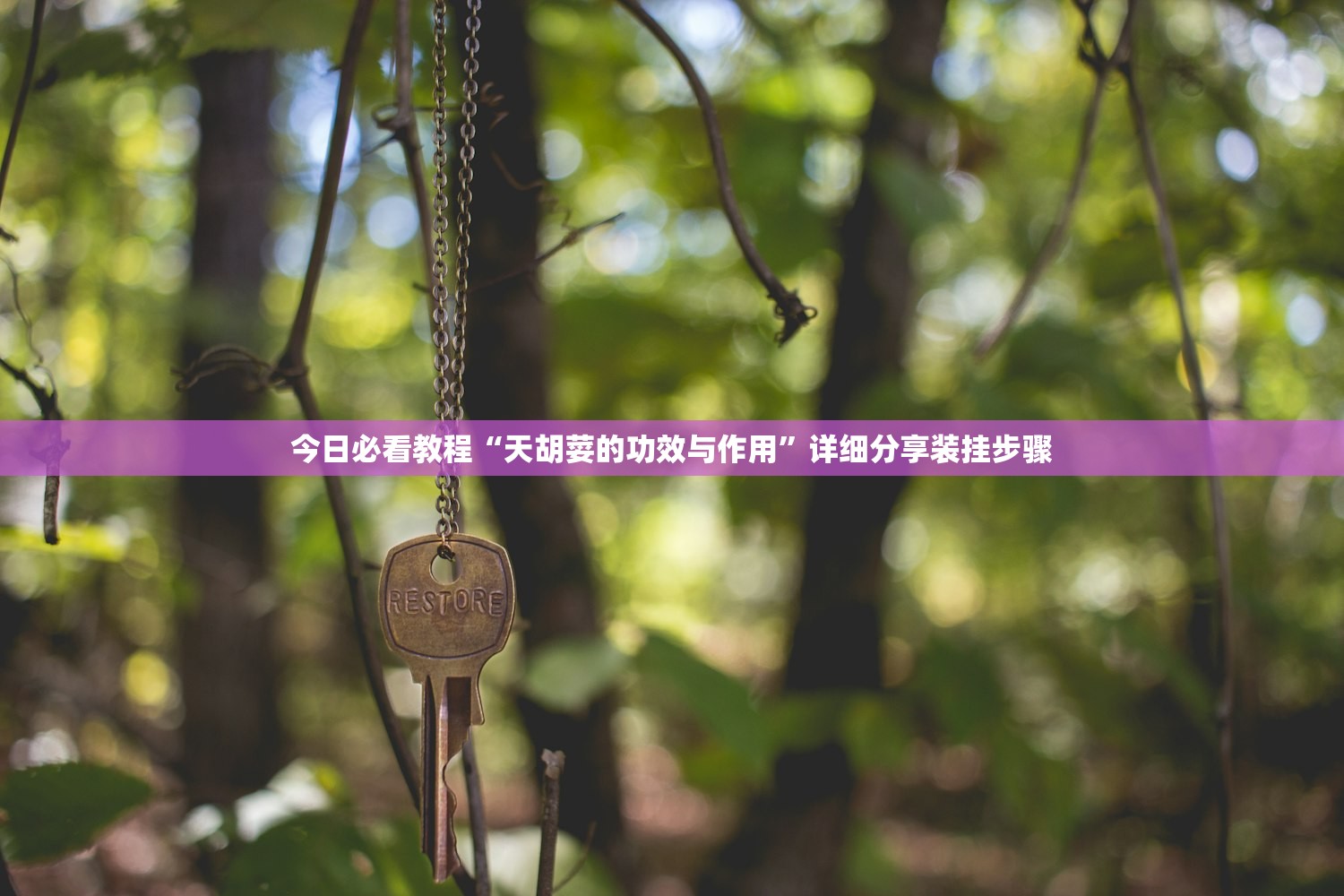 今日必看教程“天胡荽的功效与作用”详细分享装挂步骤